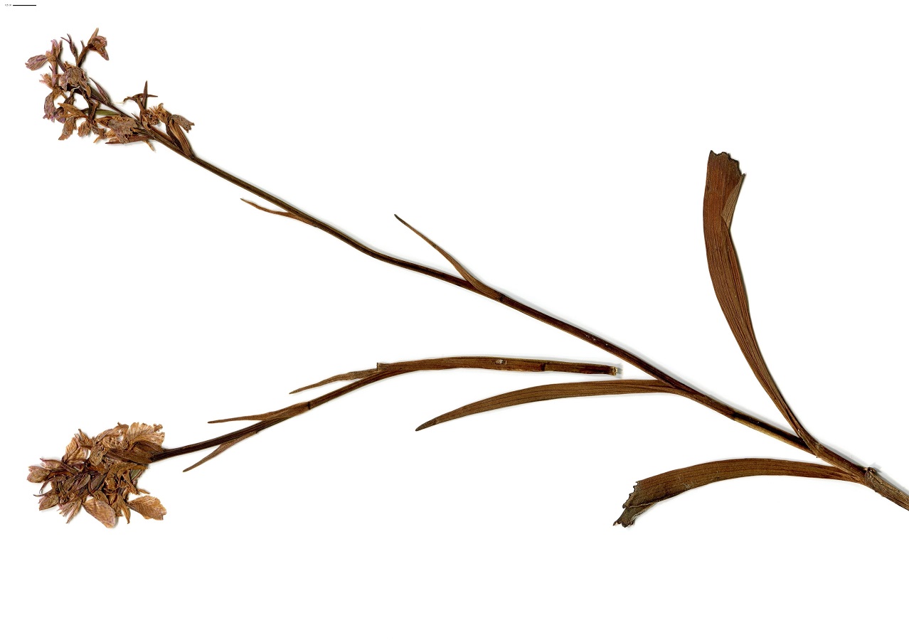 Dactylorhiza maculata (Orchidaceae)